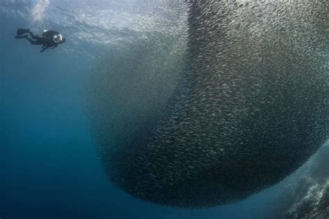 觀賞鯊魚|世界各地14 個最佳海洋生物邂逅地